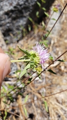 Monardella sheltonii