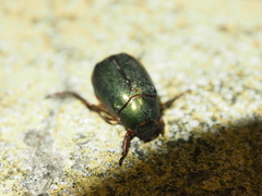 Anomala russiventris