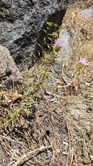 Monardella sheltonii