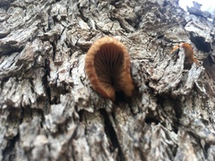 Crepidotus eucalyptorum