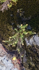Erigeron reductus reductus