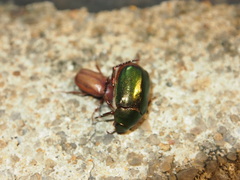 Anomala russiventris