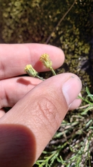 Erigeron reductus reductus