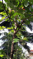Terminalia bellirica