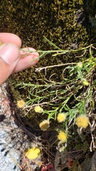 Erigeron reductus reductus