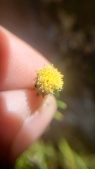 Erigeron reductus reductus