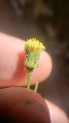 Erigeron reductus reductus