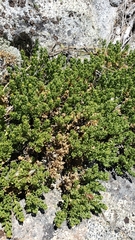 Ericameria cuneata cuneata
