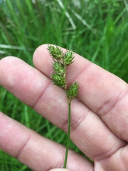 Carex tenera
