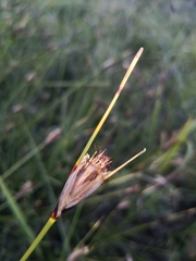 Ptilothrix deusta