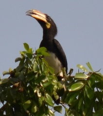 Lophoceros fasciatus