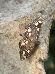 Anania coronata
