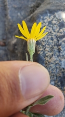 Heterotheca orovillosa