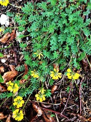 Hippocrepis