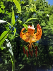 Lilium superbum