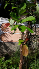 Terminalia bellirica