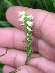 Spiranthes lucida