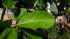 Terminalia bellirica