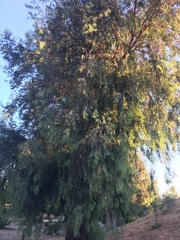 Eucalyptus sideroxylon