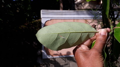 Terminalia bellirica