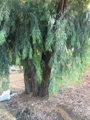 Eucalyptus sideroxylon