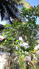 Terminalia bellirica