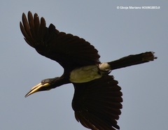 Lophoceros fasciatus