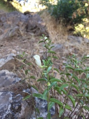 Scutellaria californica