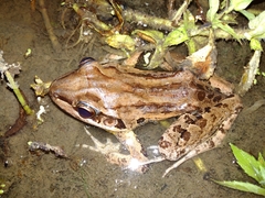 Leptodactylus insularum