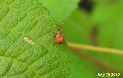 Leptapoderus rubidus