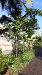 Terminalia bellirica