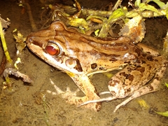 Leptodactylus insularum