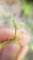 Juncus oxymeris