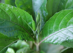 Ruellia tuberosa