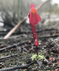 Utricularia menziesii