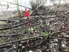 Utricularia menziesii