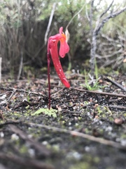 Utricularia menziesii