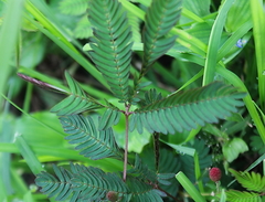 Mimosa pudica