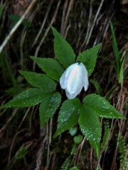 Anemonoides trifolia
