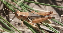 Melanoplus angustipennis
