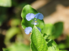 Commelina benghalensis