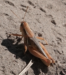 Melanoplus angustipennis