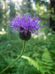 Cirsium heterophyllum