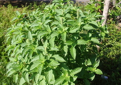Ocimum × africanum