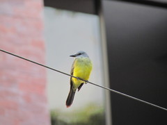 Tyrannus melancholicus