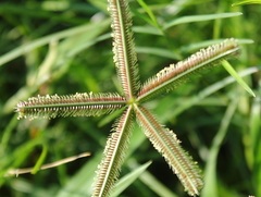 Dactyloctenium aegyptium