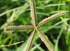 Dactyloctenium aegyptium