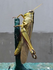 Choroedocus robustus