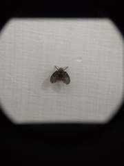 Clogmia albipunctata