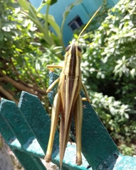 Choroedocus robustus